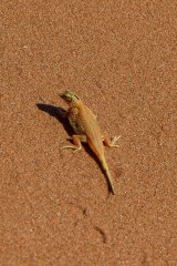 07-Lizard on Dune 45